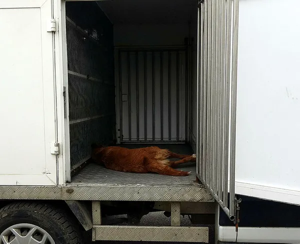 Edirne şoke eden olay! Balkona bağlanan köpek ipe asılı halde ölü bulundu - 4