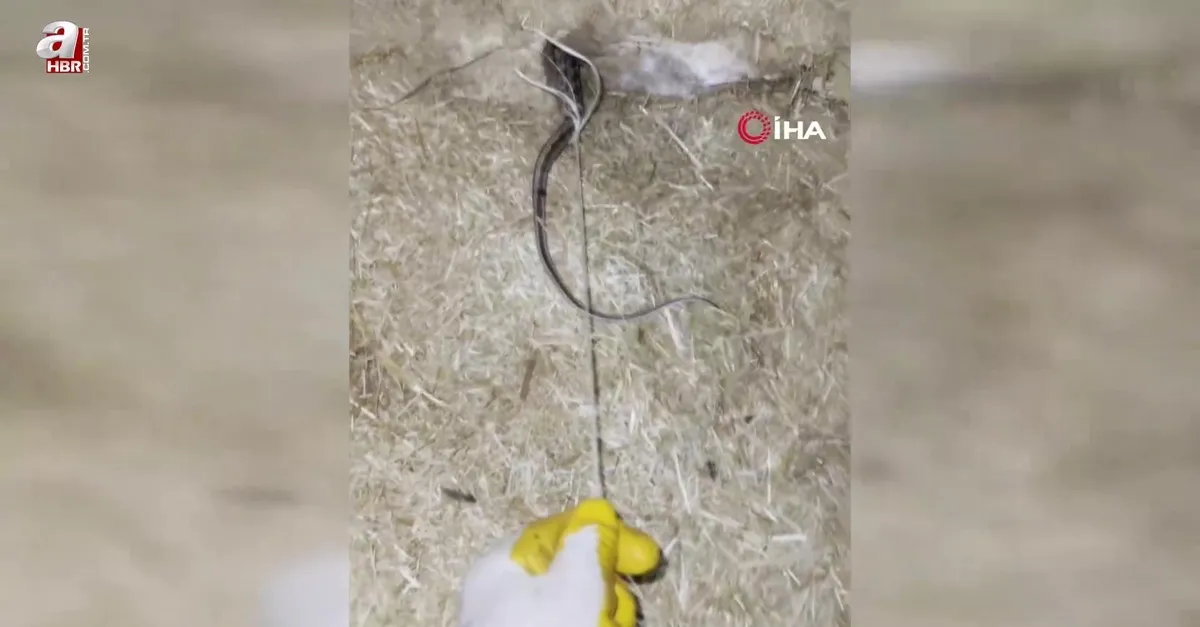 Yılan kümese girip yumurtaları yedi! İple böyle bağladı