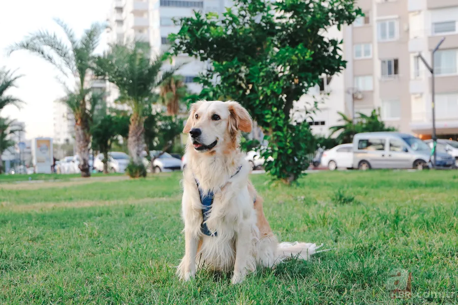 Köpekler gizlice dinleyerek öğreniyor! Kelime tanıma başarıları yüzde 80 çıktı 6