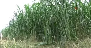 Maralfalfanın ilk hasadı yapıldı