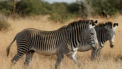 150 yıllık sır çözüldü