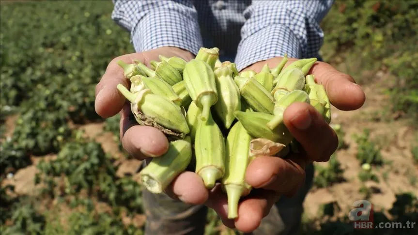 Kan grubuna göre nasıl beslenilmeli? O yeşilliklere dikkat 3