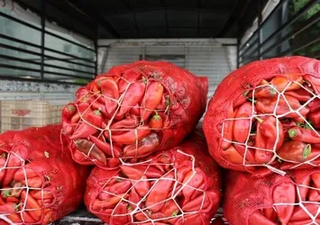 Adana'da salçalık biber telaşı başladı