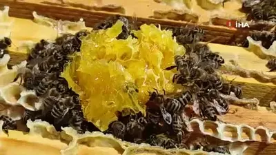 Ardahan’da bal sağımı devam ediyor