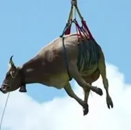 Uçan inek böyle görüntülendi