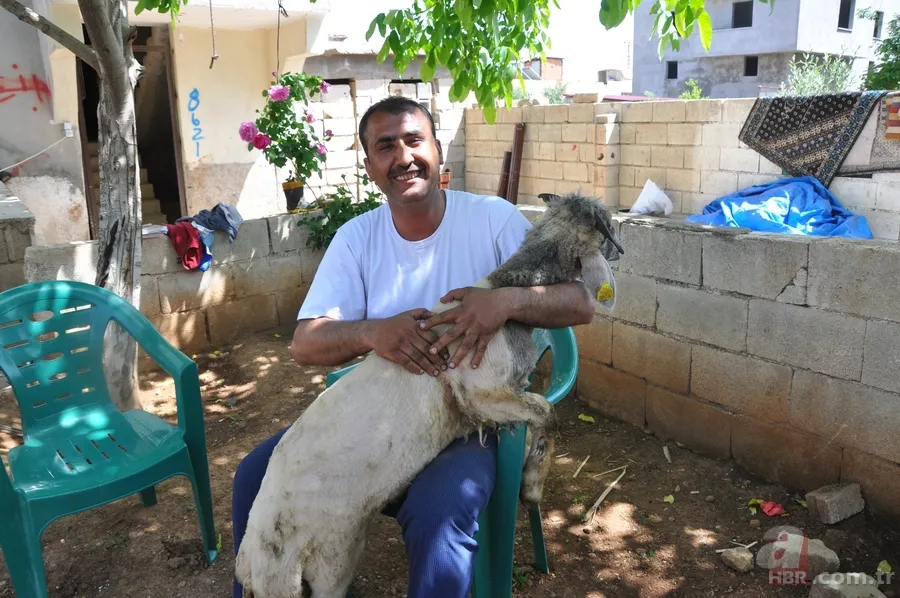Koyunun kulağında ikinci bir ağız olduğu ortaya çıktı 2