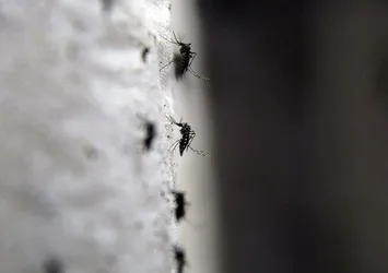 Edirne'de sivrisineklere karşı müthiş önlem!