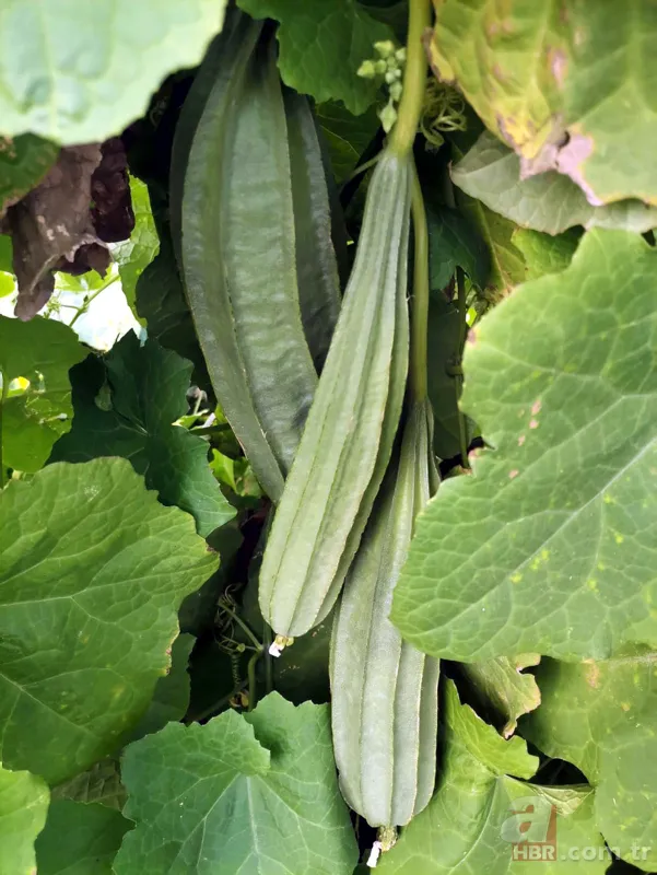 Yetiştirmek için serasına kamera koydu! Fiyatı el yakıyor: Gözümüz gibi bakıyoruz 16