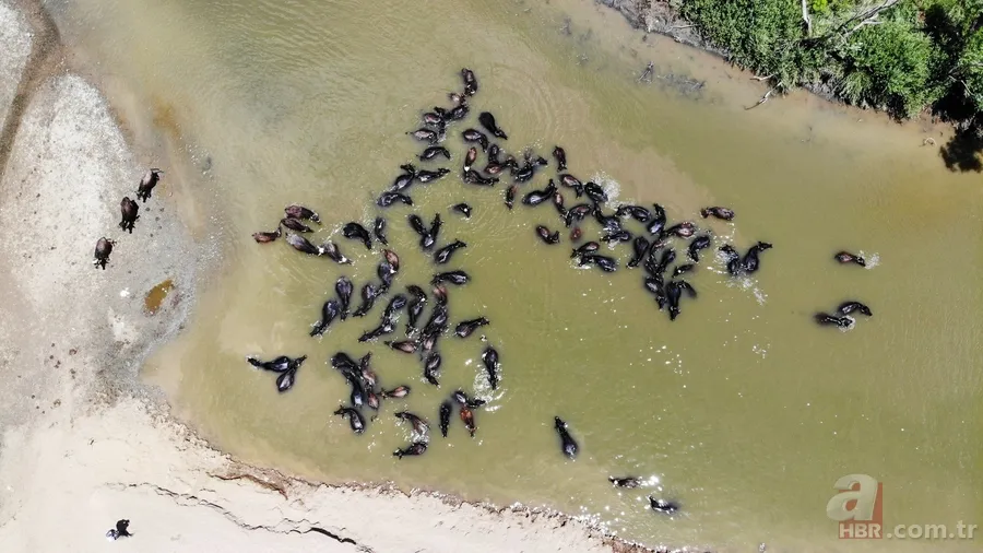 Muş’ta mandaların serinlemek için nehre girdiği anlar renkli görüntüler oluşturdu 1