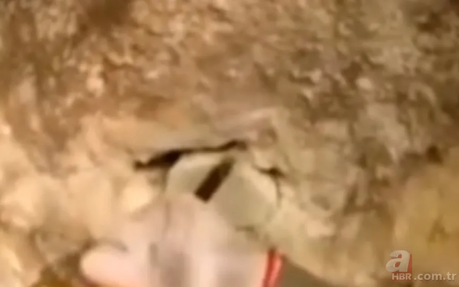 ''Defineyi koruyan yılan'' efsanesi gerçek oldu! Taş kesilmiş yılanın hikayesi ürküttü 7