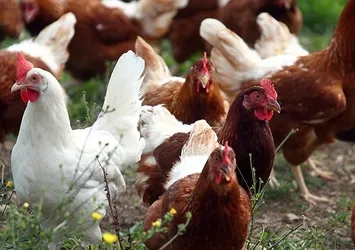 Fransa açık hava tavuk yumurtacılığına geçiyor