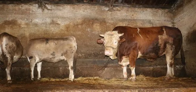 Kurbanlık boğa görenleri büyüledi! Fiyatı dudak uçuklattı