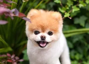 Minik köpek Boo ölümüyle 17 milyonu yasa boğdu