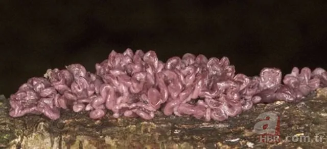 Ormanda yürüyüş yaparken karşısına çıktı! Ölü adamın parmakları kan dondurdu 20