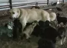 Köpeğin merhameti yürek ısıttı