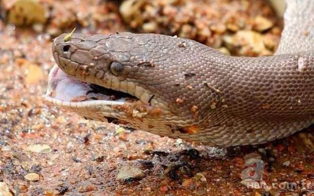 Görüntüler Türkiye'den! Ava giderken "avlandı" 22