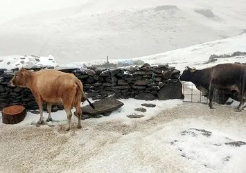 Kars’ın Tuygun köyü yaylası dolu ve karla beyaza büründü