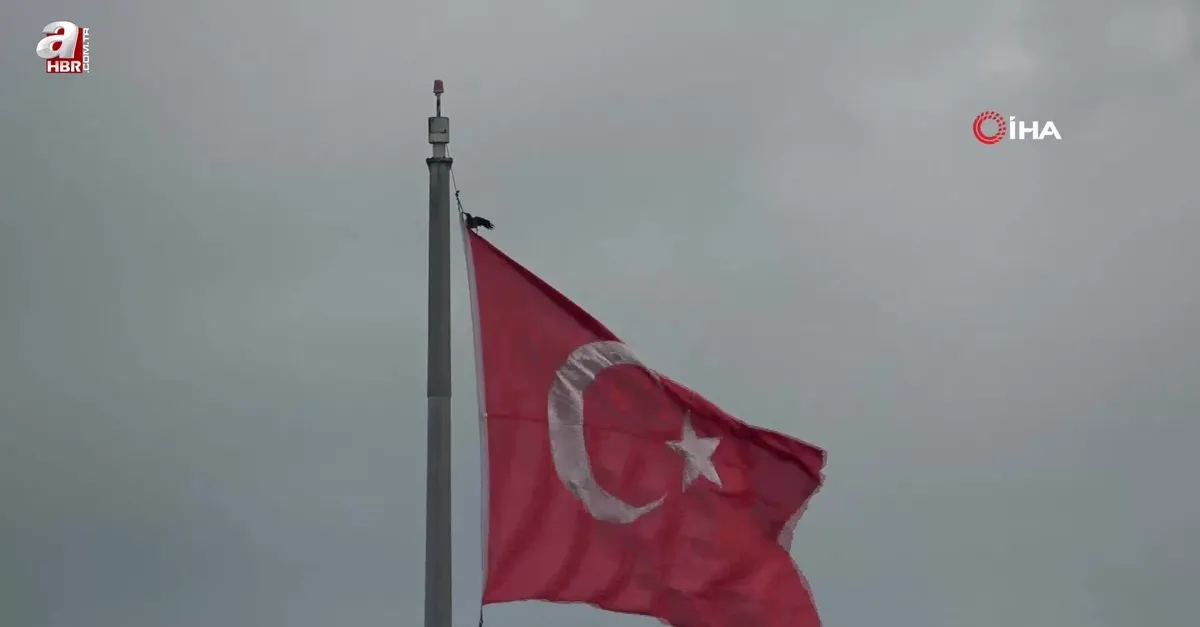 Karganın Türk bayrağı inadı
