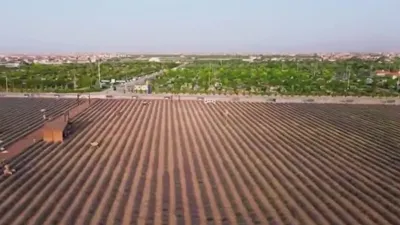 Lavanta yağı ile ekonomiye katkı veriyor