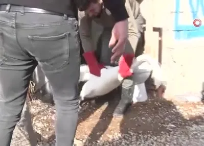 Yolunu şaşıran kuğu evin bahçesine düştü