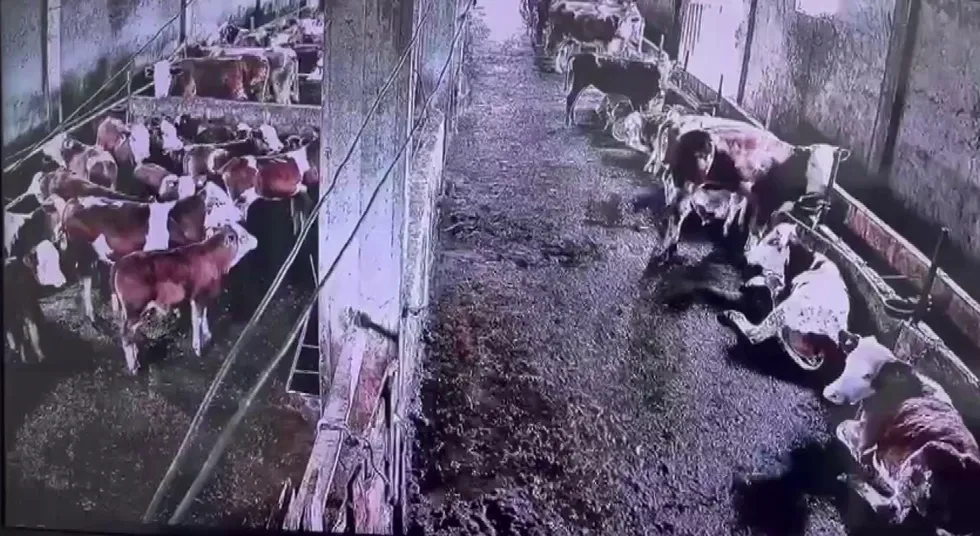 İnsanlar hissetmedi inekler panikledi! Sivas’taki 2.9’luk depremin ilginç anları kamerada! - 2