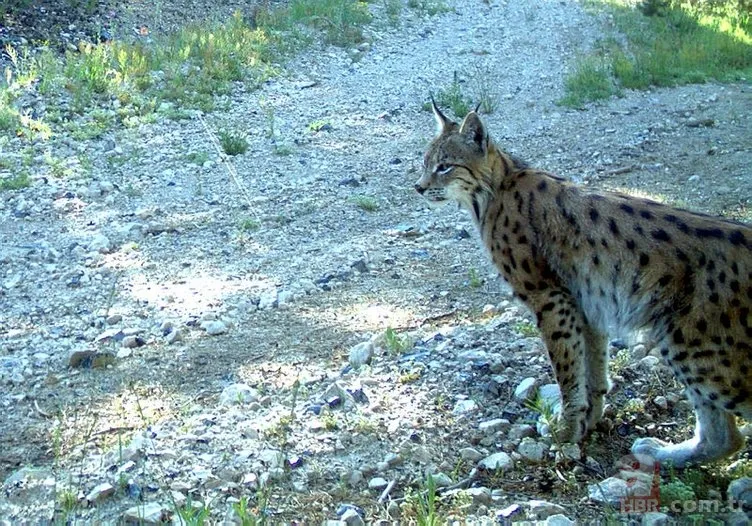 Kedigillerin en zor bulunan türü | İstanbul'da lüks bir malikanede ele geçirildi! Nesli neredeyse hiç kalmadı 13