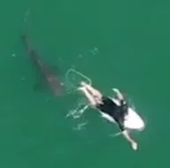Ölümle burun buruna! Denizde korkunç anlar drone kamerasında! Dev köpek balığı...