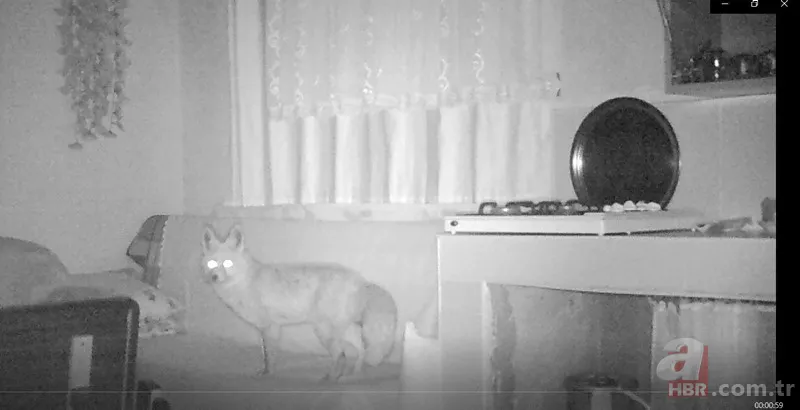 Vahşi doğada ölümcül karşılaşma! Ayı yavrularını… 15