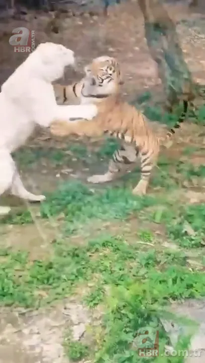 Beyaz aslan ve kaplanın karşılaşması nefesleri kesti! (Aslan Kaplan kavgası) 3