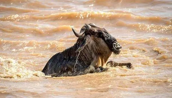 Sırtlanların arasında tek başına kalan aslanın mucize kurtuluşu! Son anda öyle şeyler oldu ki...