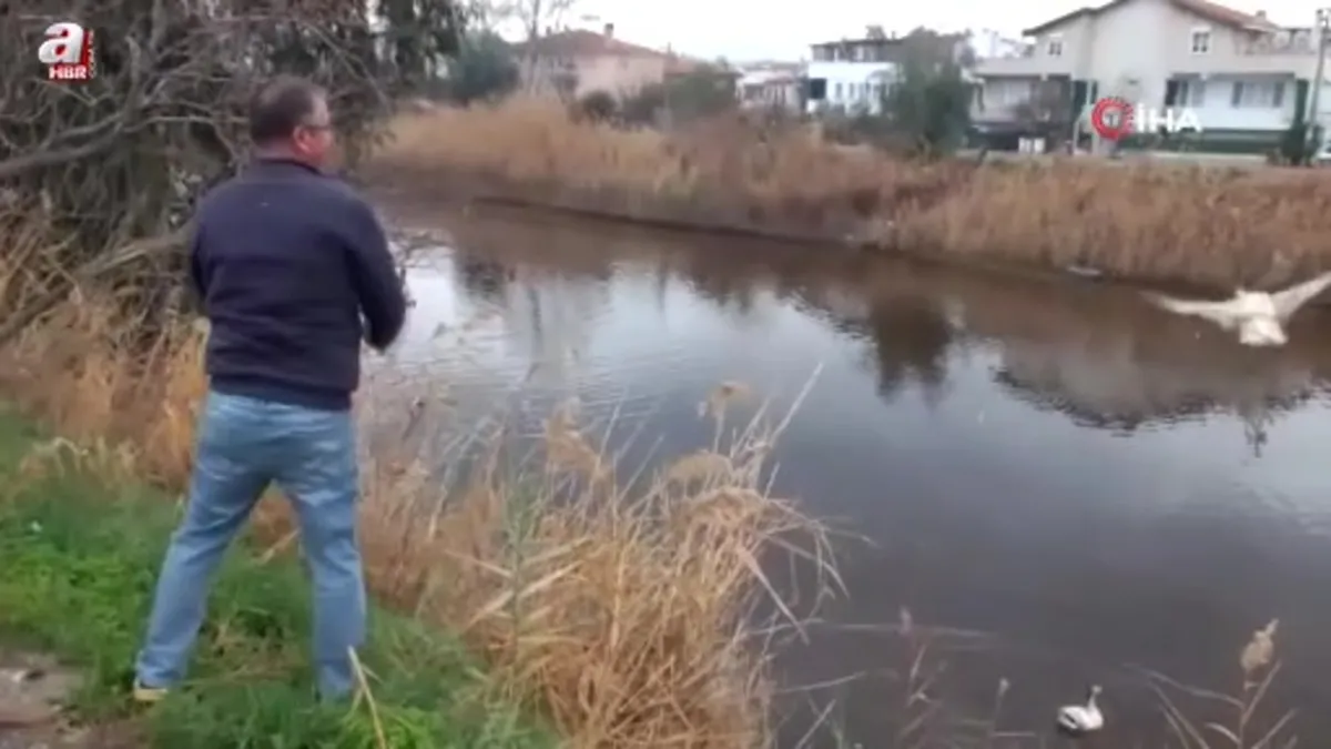 Beslediği kazları doğal ortama saldı