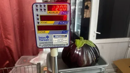 Tamamen organik! Hobi bahçesinde yetiştirdiği patlıcan görenleri şaşırttı