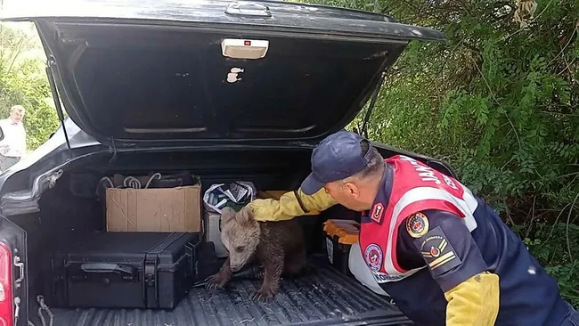 bursada-bataklikta-bitkin-dusen-ayi-yavrusunun-imdadina-jandarma-yetisti-1654753597179.jpg
