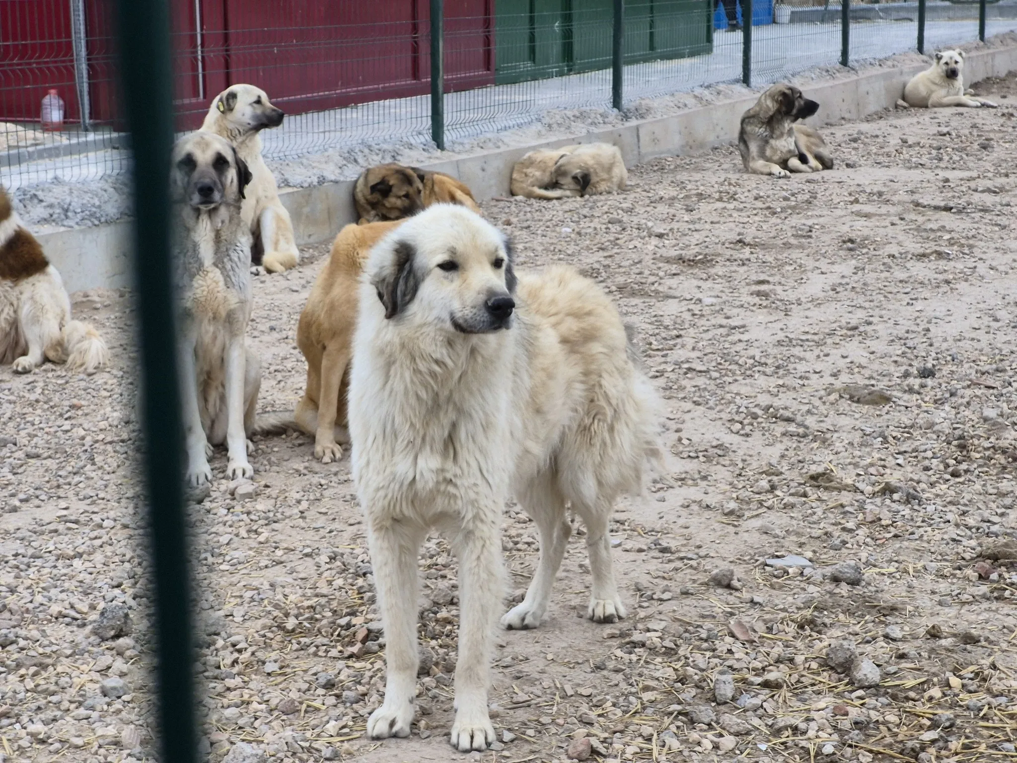 Aç susuz köpekler birbirini parçaladı! Barınakta vahşet iddiası