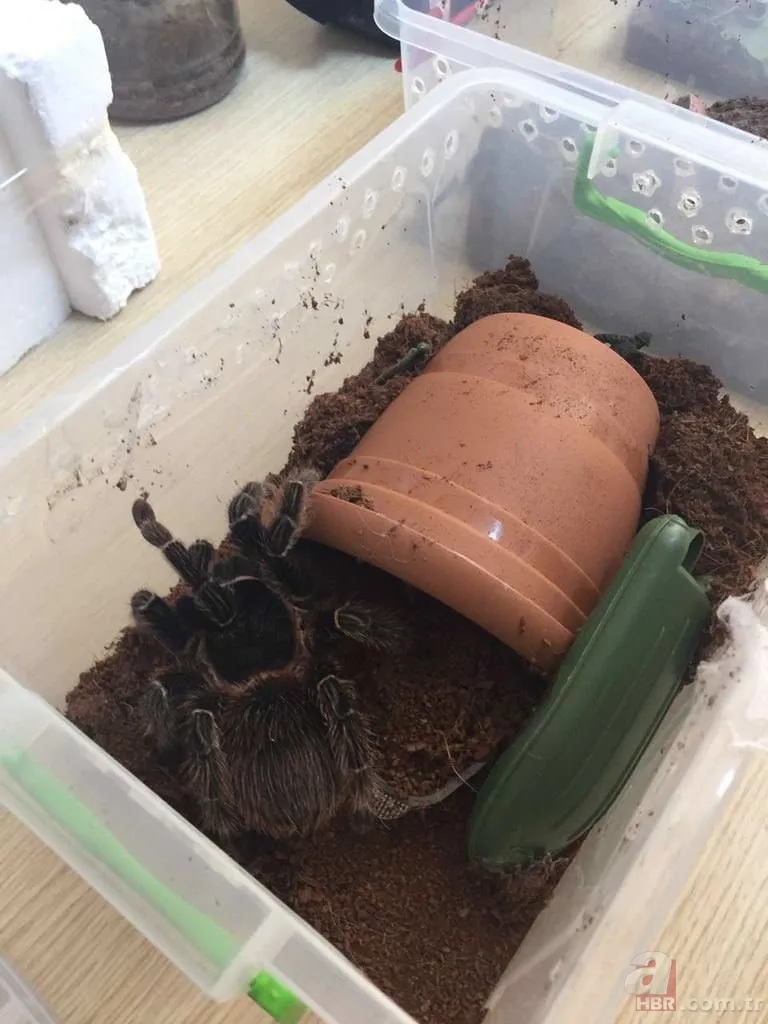 Terör operasyonundan tarantula çıktı 13