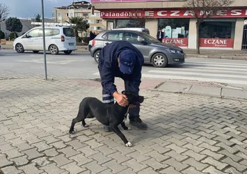 Kocaeli Darıca'da korku dolu anlar! Başıboş dolaşan köpek okula daldı