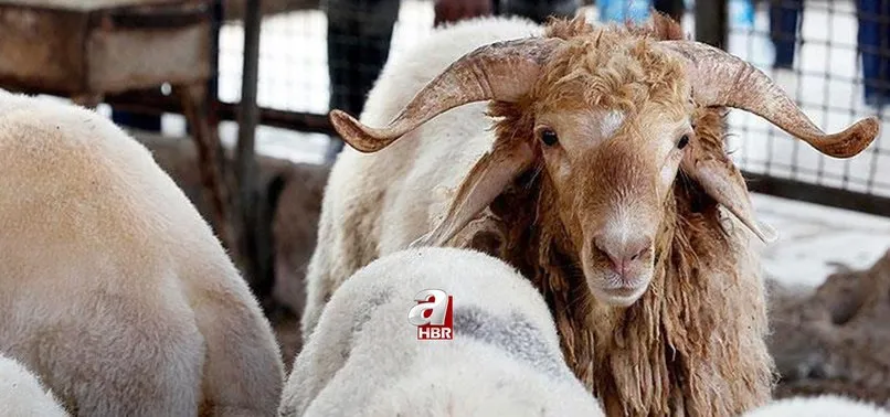 kurbanlik fiyatlari 2021 kurbanlik fiyatlari ne kadar kac tl kucukbas ve buyukbas hayvan fiyatlari belli oldu