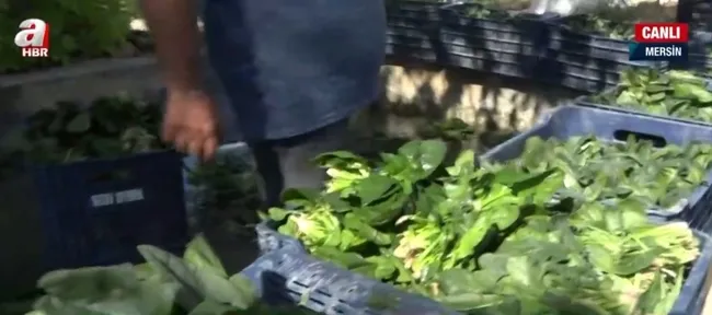 ispanak-krizi-yeniden-gundemde-nasil-zehirler-alirken-nelere-dikkat-edilmeli-1634721015453.jpg Ispanak krizi yeniden gündemde! Nasıl zehirler, alırken nelere dikkat edilmeli? - 1