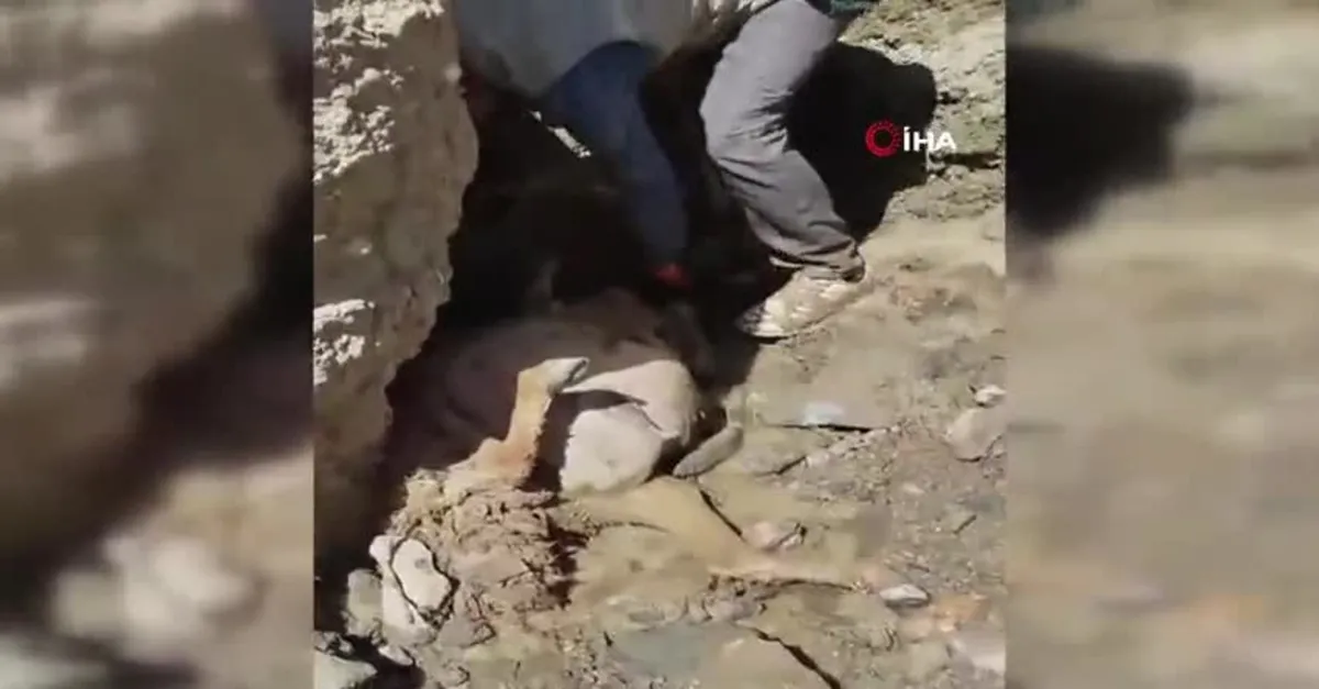 Başkale’de uçuruma atlayan 28 koyun telef oldu