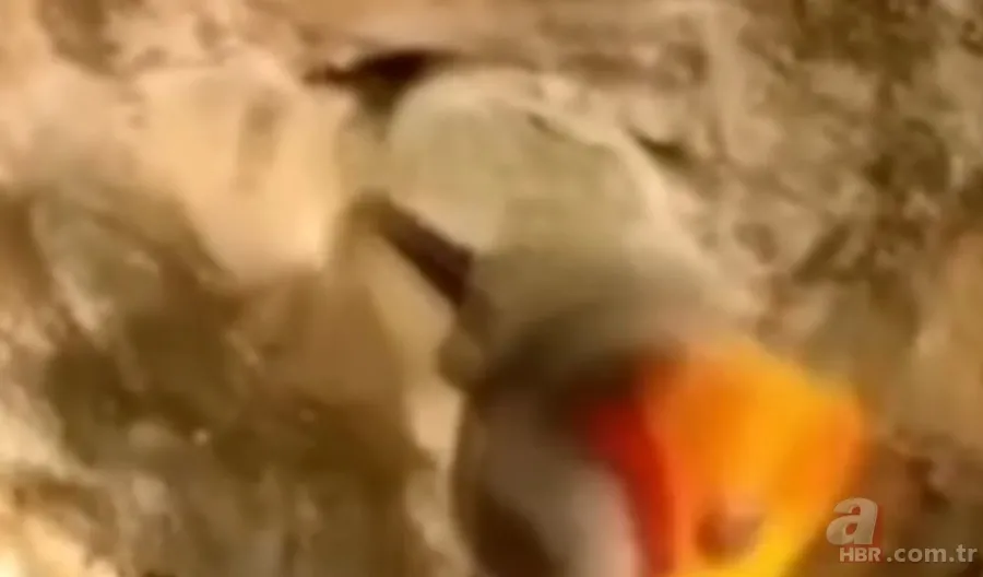 ''Defineyi koruyan yılan'' efsanesi gerçek oldu! Taş kesilmiş yılanın hikayesi ürküttü 3