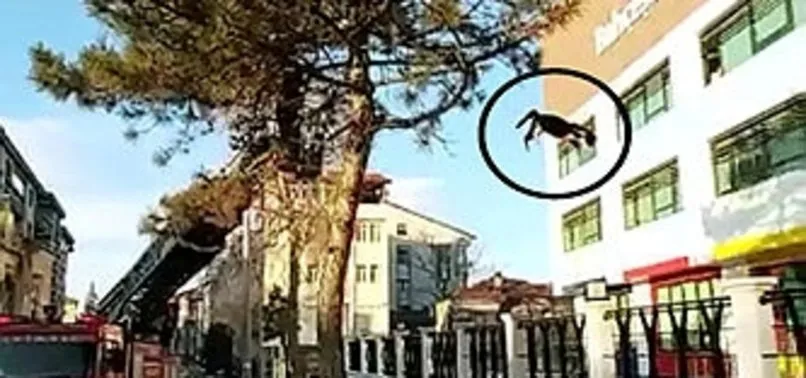 Ağaçtaki kedi, yürüyen çocuğun üzerine atladı