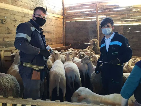 Kütahya'da çiçek hastalığı paniği! İkinci bir duyuruya kadar yasaklandı - 1