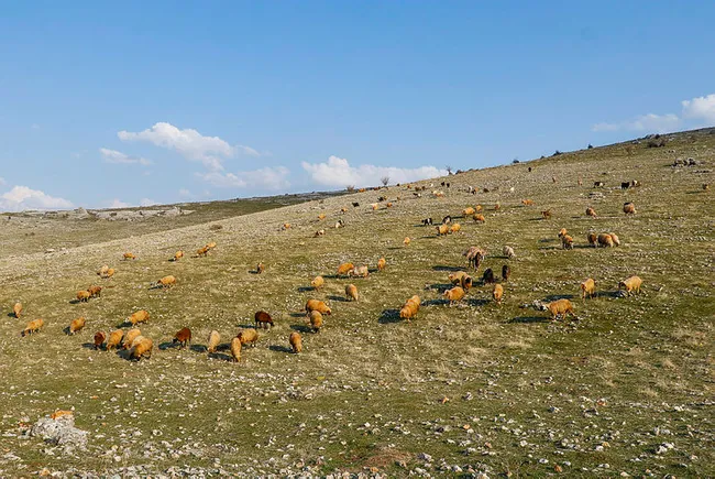 Mardin’de son 20 yılın en kurak dönemi! Hayvanların sütü azaldı ve ot bile bulunmuyor - 3