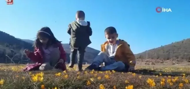 Bartlı Yaylasının çiçekleri ziyaretçilerini erken ağırlamaya başladı