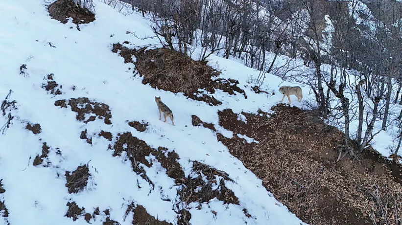 Kurtlar drone ile böyle görüntülendi! Belgeselleri aratmadı