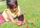 10 gün ömrü olan laleler koruma altında!