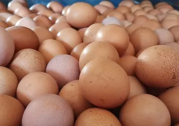 Pandemide yumurtaya talep yüzde 100 arttı