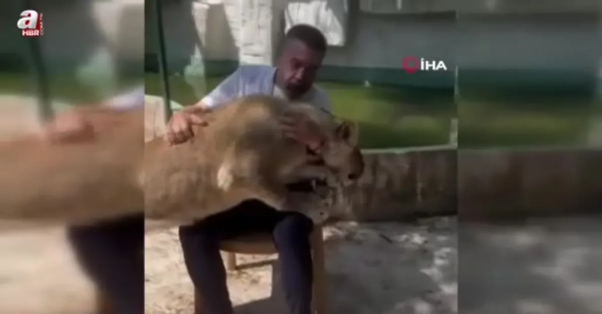 Çiftçiye saldıran aslanın sahibi konuştu
