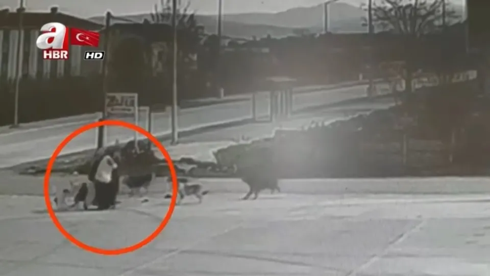 Düzce’de 8 sokak köpeği 3 kadına saldırdı! O anlar güvenlik kamerasına yansıdı