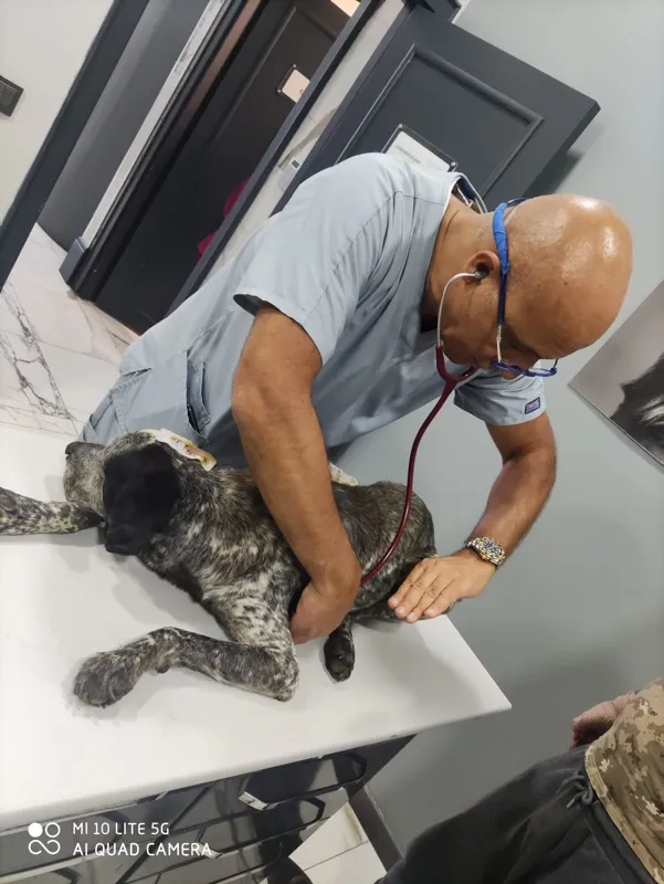 İstanbul'da vicdanları sarsan olay! Köpeğin kafasını sopayla kırdı - 9